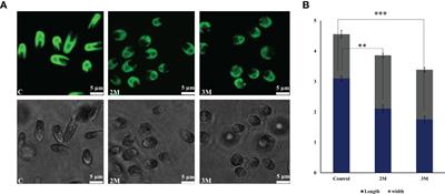 Photosynthetic efficiency and transcriptome analysis of Dunaliella salina under hypersaline: a retrograde signaling mechanism in the chloroplast